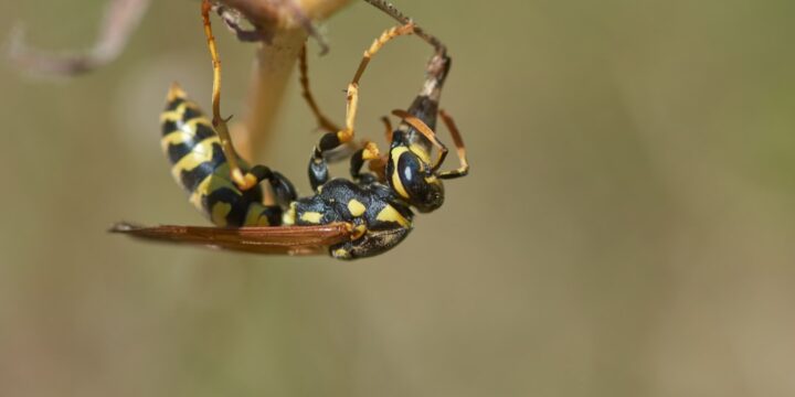 Gedehams: Mere end bare et irriterende skadedyr