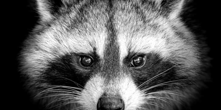 Trappevask og Ejendomsservice med Racoon: En Garanti for Kvalitet