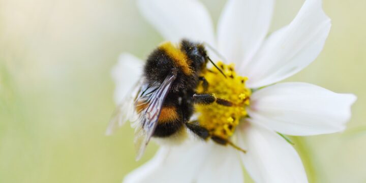 Fascinationen af Humlebier: Naturens Små Vidundere