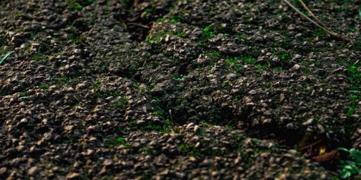Naturlig Muldvarpe Bekæmpelse: En Bæredygtig Løsning